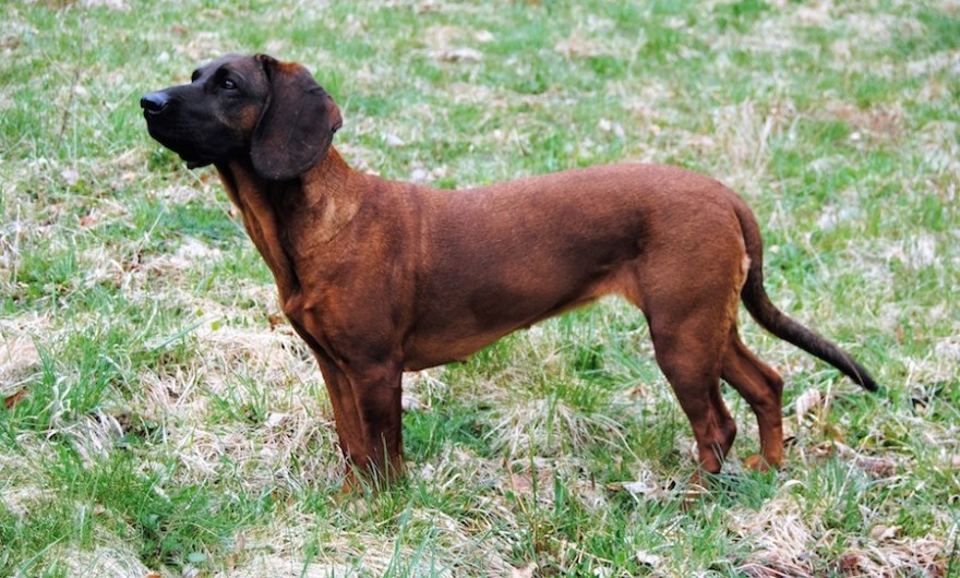 Hanoverscher Schweißhund